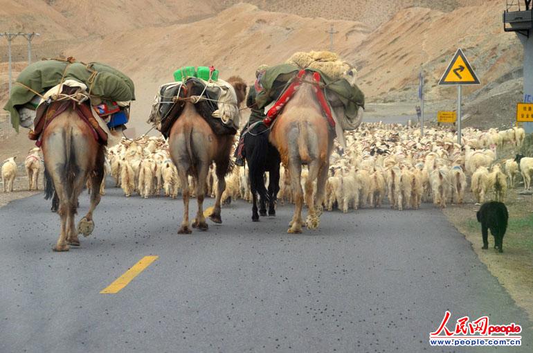 Herdsmen ride on camels. (People's Daily Online/Han Shuxian) 