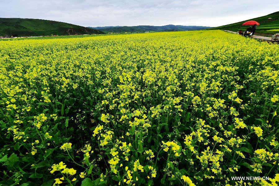 Photo taken on July 9, 2013 shows the scenery of rape flowers in Menyuan Hui Autonomous County, northwest China's Qinghai Province. More than 500,000 mu (about 33,000 hectares) of rape flowers blossomed since July and attracted many tourists here. (Xinhua/Wu Gang)