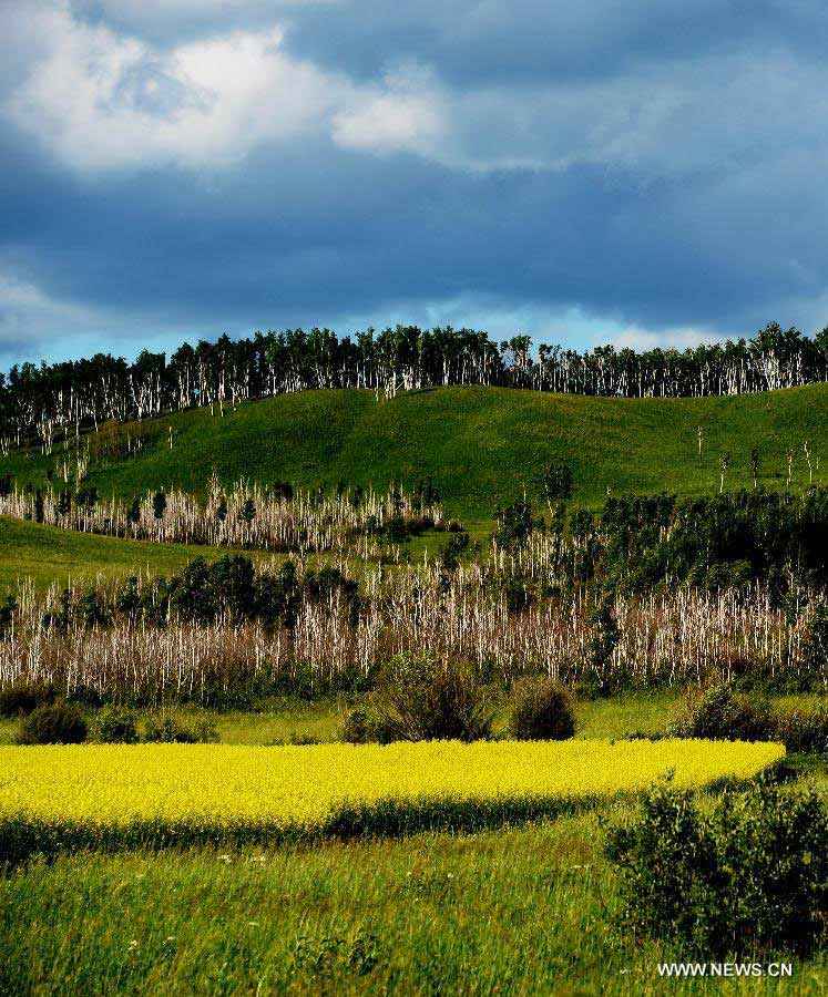 Photo taken on July 9, 2013 shows a view of the Hulunbeier grassland in north China's Inner Mongolia Autonomous Region. (Xinhua)