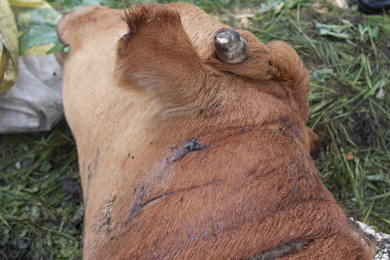 Photo shows a cow killed by a wild Siberian tiger. Sun Haiyi, vice director of institute of wild animals in Heilongjiang province, said the same wild Siberian tiger had continually attacked domestic animals in the past two weeks. Judging from the tiger's habit, continual attack on domestic animals is more like a hunting exercise.(Xinhua Photo) 