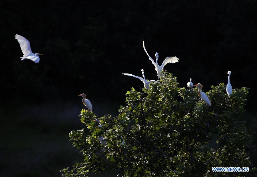 Photo taken on July 9, 2013 shows egrets in the forest at Jin'e Village of Hengdong County in Hengyang City, central China's Hunan Province. (Xinhua/Liu Aicheng)
