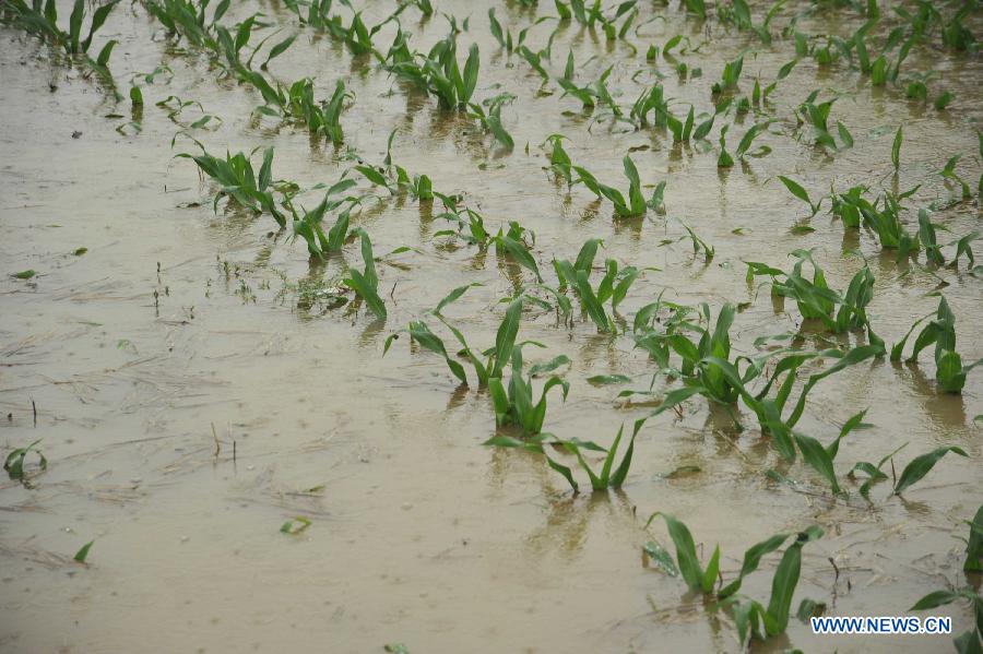 Crops are flooded at rain-hit Duanjiazhuang Village in Xinjiang County of Yuncheng City, north China's Shanxi Province, July 10, 2013. Heavy rainfall hit many parts of Shanxi from Tuesday night. (Xinhua/Gao Xinsheng)