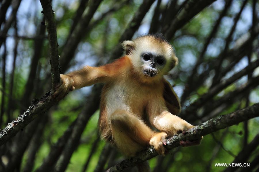 A wild golden monkey is seen on a tree branch at the Shennongjia Nature Reserve, central China's Hubei Province, July 10, 2013. The Shennongjia Nature Reserve is home to the rare golden monkeys, which is on the verge of extinction and was first spotted in Shennongjia in the 1960s. Currently, more than 1,300 golden monkeys live in the reserve. (Xinhua/Du Huaju) 