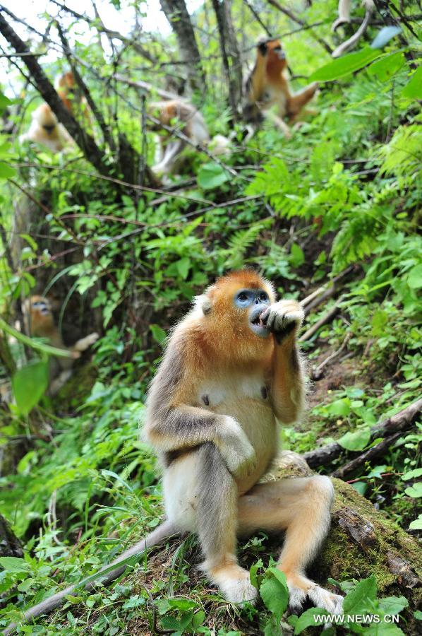 Wild golden monkeys frolic at the Shennongjia Nature Reserve, central China's Hubei Province, July 10, 2013. The Shennongjia Nature Reserve is home to the rare golden monkeys, which is on the verge of extinction and was first spotted in Shennongjia in the 1960s. Currently, more than 1,300 golden monkeys live in the reserve. (Xinhua/Du Huaju) 