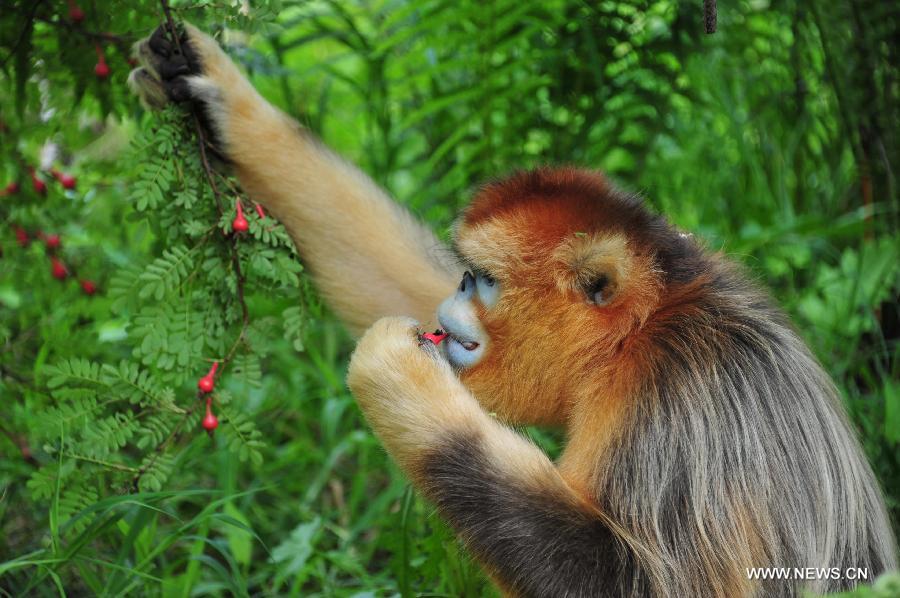 A wild golden monkey is seen at the Shennongjia Nature Reserve, central China's Hubei Province, July 10, 2013. The Shennongjia Nature Reserve is home to the rare golden monkeys, which is on the verge of extinction and was first spotted in Shennongjia in the 1960s. Currently, more than 1,300 golden monkeys live in the reserve. (Xinhua/Du Huaju)