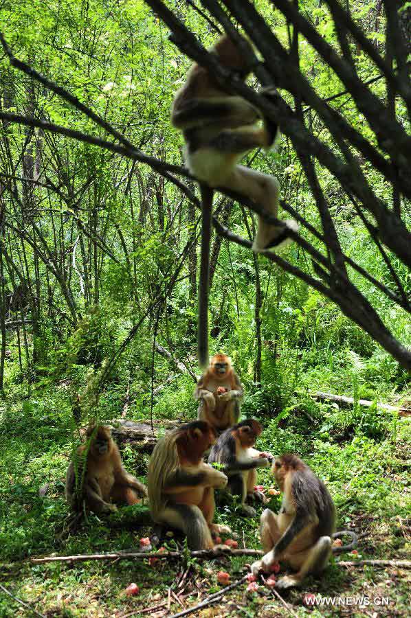 Wild golden monkeys frolic at the Shennongjia Nature Reserve, central China's Hubei Province, July 10, 2013. The Shennongjia Nature Reserve is home to the rare golden monkeys, which is on the verge of extinction and was first spotted in Shennongjia in the 1960s. Currently, more than 1,300 golden monkeys live in the reserve. (Xinhua/Du Huaju)