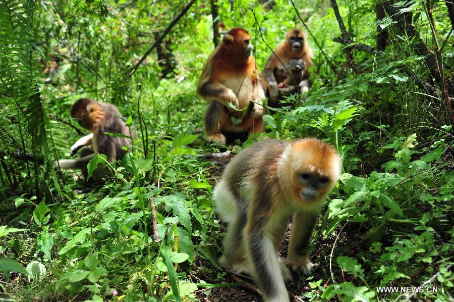 Wild golden monkeys frolic at the Shennongjia Nature Reserve, central China's Hubei Province, July 10, 2013. The Shennongjia Nature Reserve is home to the rare golden monkeys, which is on the verge of extinction and was first spotted in Shennongjia in the 1960s. Currently, more than 1,300 golden monkeys live in the reserve. (Xinhua/Du Huaju)