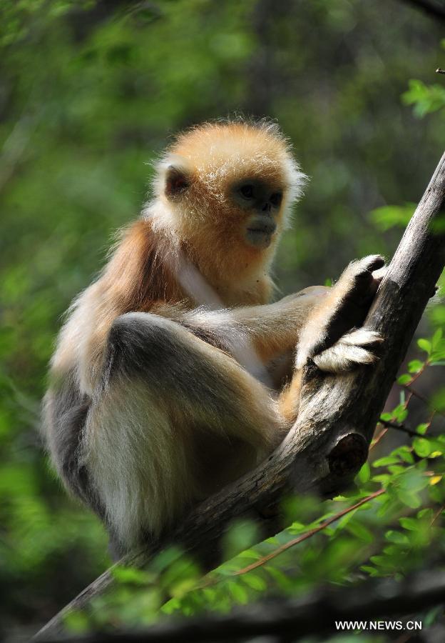 A wild golden monkey is seen on a tree branch at the Shennongjia Nature Reserve, central China's Hubei Province, July 10, 2013. The Shennongjia Nature Reserve is home to the rare golden monkeys, which is on the verge of extinction and was first spotted in Shennongjia in the 1960s. Currently, more than 1,300 golden monkeys live in the reserve. (Xinhua/Du Huaju)