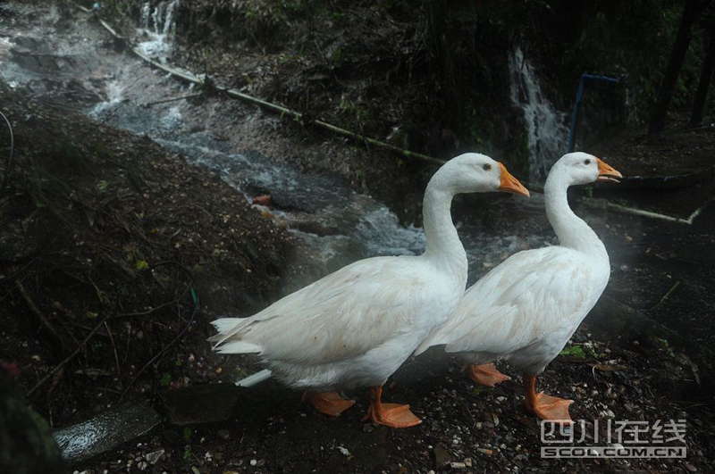 Rain-triggered mountain torrents and landslides bury 11 households, leaving two people dead and 21 missing. As of 9:45 p.m., 352 people stranded have been relocated to safe areas.  (Photo by Fang Wei/scol.com.cn)