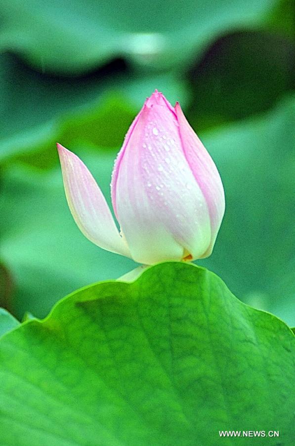 A lotus flower is in bud at Yuanmingyuan, the Old Summer Palace, in Beijing, capital of China, July 10, 2013. (Xinhua/Feng Jun) 