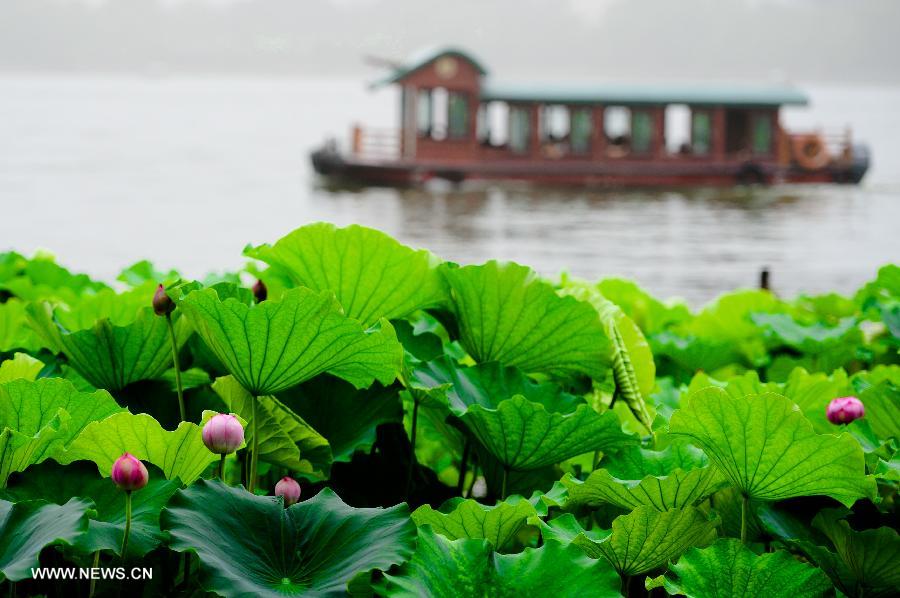 Lotus flowers blossom at the scenery spot of the Daming Lake in Jinan, capital of east China's Shandong Province, July 11, 2013. (Xinhua/Guo Xulei)