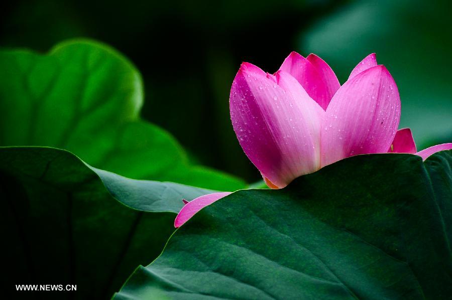 A lotus flower blossoms at the scenery spot of the Daming Lake in Jinan, capital of east China's Shandong Province, July 11, 2013. (Xinhua/Guo Xulei)