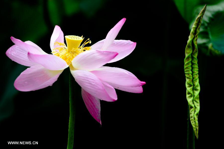 A lotus flower is in full blossom at the scenery spot of the Daming Lake in Jinan, capital of east China's Shandong Province, July 11, 2013. (Xinhua/Guo Xulei) 