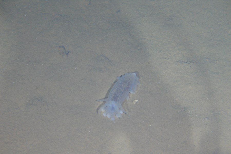 The Jiaolong has completed its third experimental dive and returns safely to its mother ship on June 22. It reached maximum depth of 6,963 meters, and collected three water samples, and three sediments samples. It also took photos of seafloor creatures. (Xinhua News Agency/Zhang Xudong)