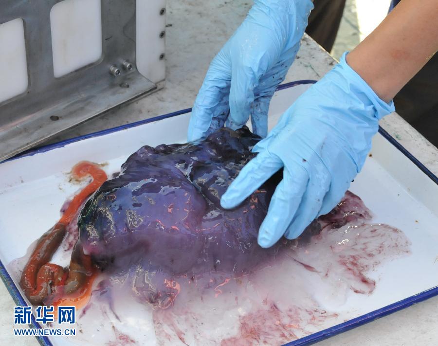 A scientist places a huge sea cucumber of nearly 40 centimeters long on the specimen disc On July 7, 2013. On the same day, the Jiaolong manned submersible in course of executing its first trial sea voyage will continue to dive in Dragon Mountain of the South China Sea, collecting seafloor creatures samples such as sea cucumbers and sponges. This is the 60th dive and eighth dive of first experimental voyage of Jiaolong, as well as its third dive in Dragon Mountain. (Xinhua News Agency/Zhang Xudong)　