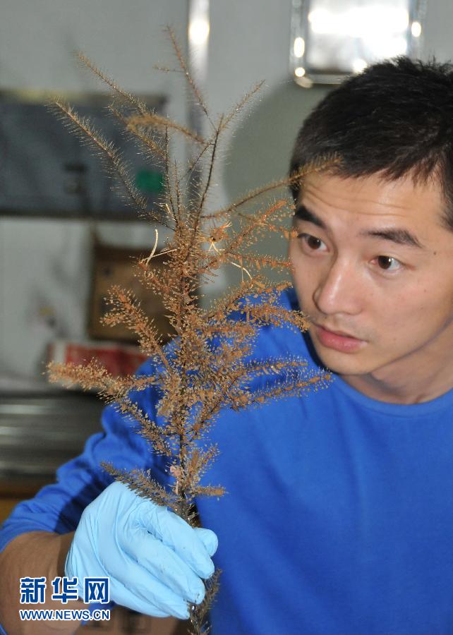 Photo taken on July 9, 2013 shows corals collected by China's manned submersible Jiaolong in a cold seep area in the South China Sea. The manned submersible Jiaolong dived in a cold seep area in the South China Sea, and collected a lot of seafloor samples including deep-water shrimps, corals, crabs and carbonate rock. A cold seep (sometimes called a cold vent) is an area of the ocean floor where hydrogen sulfide, methaneand other hydrocarbon-rich fluid seepage occurs. The temperature of cold seep fluid and the bottom of the sea are similar, so we call it "cold seep". Researches on cold seep are popular in the scientific community in recent decades. (Xinhua News Agency/Zhang Xudong)