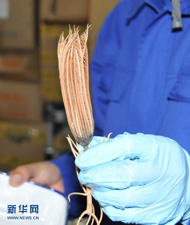 Photo taken on July 9, 2013 shows sea lily collected by China's manned submersible Jiaolong in a cold seep area in the South China Sea. The manned submersible Jiaolong dived in a cold seep area in the South China Sea, and collected a lot of seafloor samples including deep-water shrimps, corals, crabs and carbonate rock. A cold seep (sometimes called a cold vent) is an area of the ocean floor where hydrogen sulfide, methaneand other hydrocarbon-rich fluid seepage occurs. The temperature of cold seep fluid and the bottom of the sea are similar, so we call it "cold seep". Researches on cold seep are popular in the scientific community in recent decades. (Xinhua News Agency/Zhang Xudong)