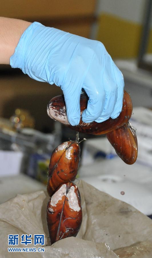 Photo taken on July 9, 2013 shows the mytilus edulis collected by China's manned submersible Jiaolong in a cold seep area in the South China Sea. The manned submersible Jiaolong dived in a cold seep area in the South China Sea, and collected a lot of seafloor samples including deep-water shrimps, corals, crabs and carbonate rock. A cold seep (sometimes called a cold vent) is an area of the ocean floor where hydrogen sulfide, methaneand other hydrocarbon-rich fluid seepage occurs. The temperature of cold seep fluid and the bottom of the sea are similar, so we call it "cold seep". Researches on cold seep are popular in the scientific community in recent decades. (Xinhua News Agency/Zhang Xudong)