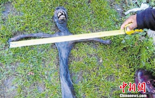 The "alien" creature discovered in South Africa recently is actually a baboon, a local veterinarian confirmed this week. (Photo: news.cn/ Chinanews.com)