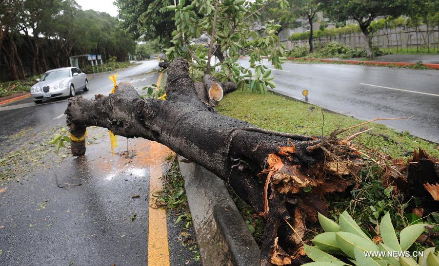 A tree is uprooted by strong wind in Taipei, southeast China's Taiwan, July 13, 2013. One person has been confirmed dead and 21 others injured as Typhoon Soulik hit the city on early Saturday morning. (Xinhua/Tao Ming) 