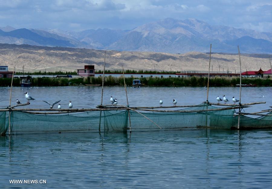 Birds rest on the Keluke Lake in the Mongolian-Tibetan Autonomous Prefecture of Haixi, northwest China's Qinghai Province, July 13, 2013. The annual output of aquaculture of the Keluke Lake has reached 200 tons so far, with the production value exceeding 4 million yuan (651,600 U.S. dollars). (Xinhua/Wang Bo)