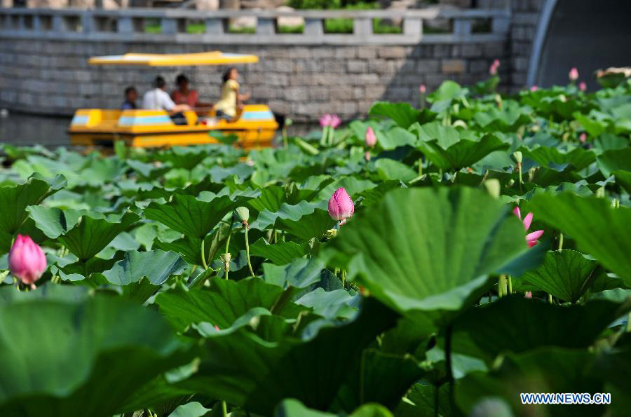Visitors view lotus flowers on a boat at the Changhong Park in Tianjin, north China, July 13, 2013. (Xinhua/Zhai Jianlan)