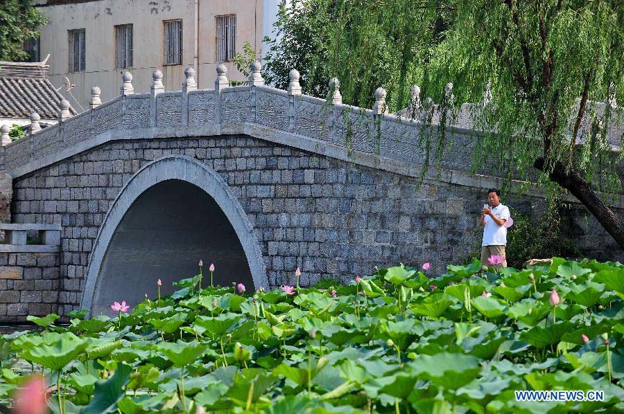A visitor takes pictures of lotus flowers at the Changhong Park in Tianjin, north China, July 13, 2013. (Xinhua/Zhai Jianlan)