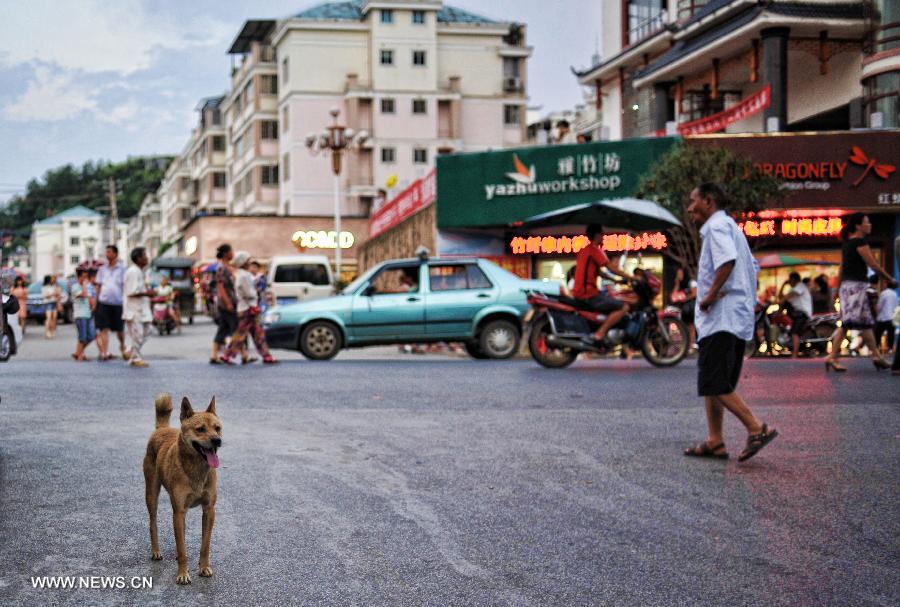 A dog stands on a street in the Miao Autonomous County of Chengbu, central China's Hunan Province, July 13, 2013. An ecology tourism festival is held here from July 12 to 14. (Xinhua/Cheng Tingting) 