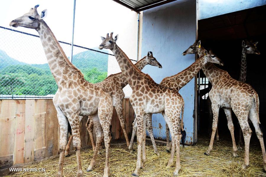 Young giraffes are seen at their pen at the Qingdao Forest Wildlife World in Qingdao, east China's Shandong Province, July 14, 2013. Nine young giraffes settled in the zoo Sunday after their long journey from South Africa. These new tall residents will debut to visitors after a 45-day quarantine. (Xinhua/Yu Fangping)