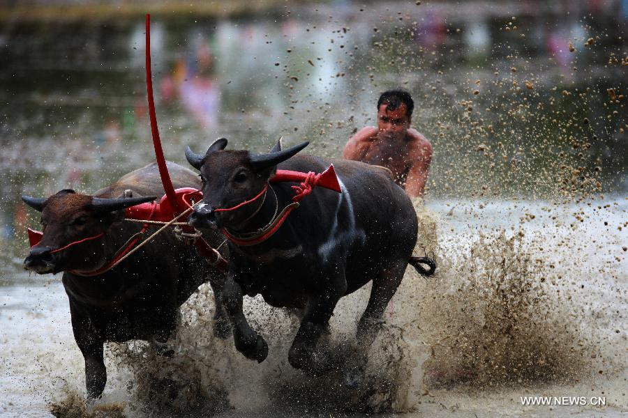A Thai buffalo racer competes during a buffalo racing in Chonburi Province, Thailand, July 7, 2013. The race was held as a celebration for the arrival of ploughing season. (Xinhua)   