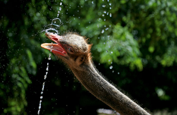 An ostrich stretches to quench its thirst. (Zhang Mao / for China Daily)