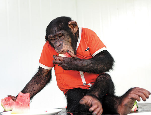 Even a chimpanzee has to keep hydrated by eating watermelon. (Chen Shichuan / for China Daily)
