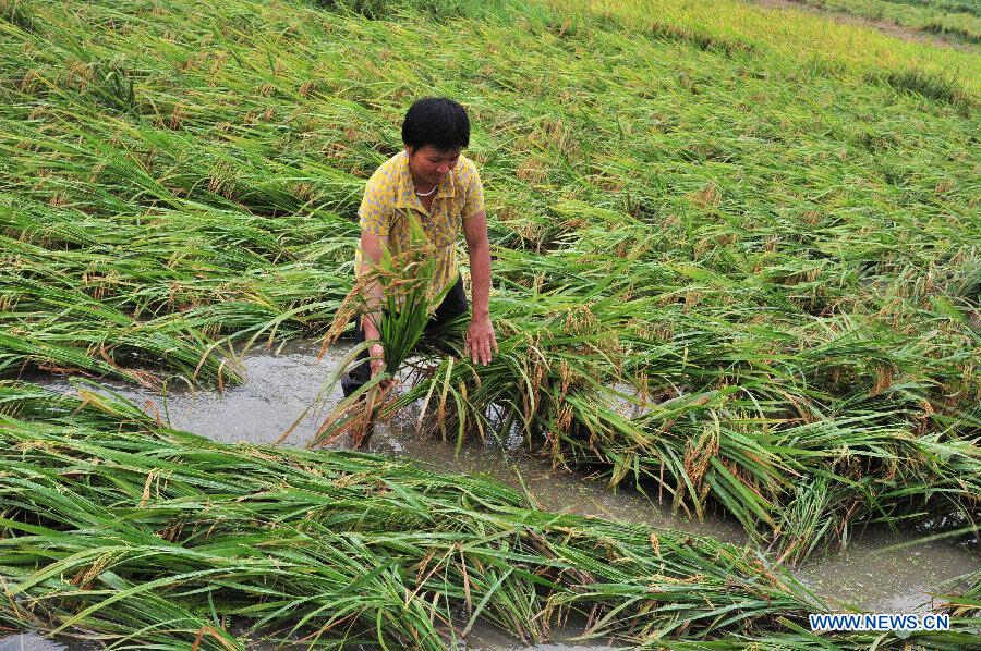 A villager checks the condition of rice plants flattened by rainstorms in Danan Village of Xiaosheng Township in Meizhou City, south China's Guangdong Province, July 14, 2013. Typhoon Soulik-triggered rainstorms battered Meizhou from Saturday night, flooding many roads and farmlands. (Xinhua/Zhong Xiaofeng)