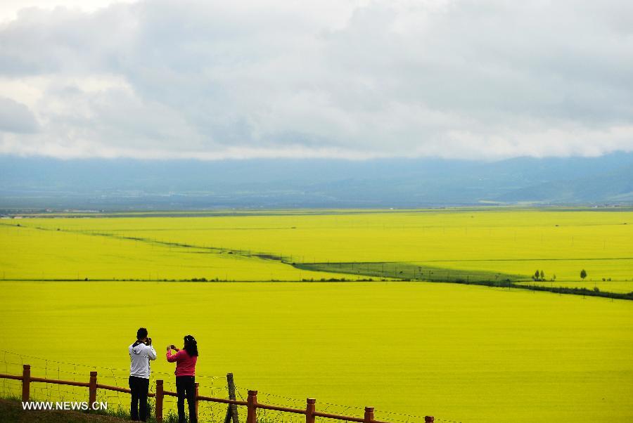 Two visitors take pictures of rape flowers in Menyuan Hui Autonomous County, northwest China's Qinghai Province, on July 9, 2013. More than 500,000 mu (about 33,000 hectares) of rape flowers blossomed since July and attracted many tourists there. (Xinhua/Wu Gang)