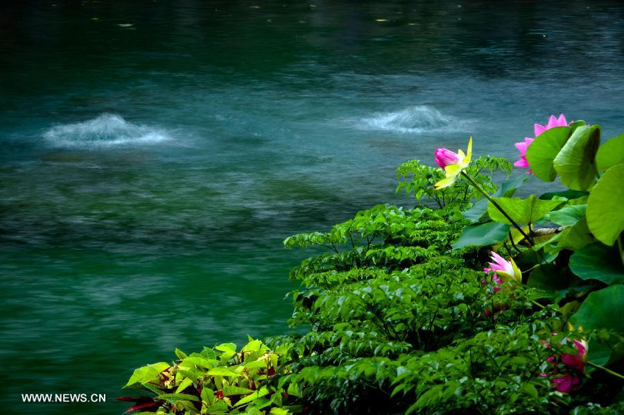 Photo taken on July 9, 2013 shows the scenery of the Baotu Spring in Jinan, capital of east China's Shandong Province. The undergroud water level of the Baotu Spring, a famous scenic spot in Jinan, has dropped to 28.11 meters, lower than the yellow warning line of 28.15 meters. (Xinhua/Guo Xulei)