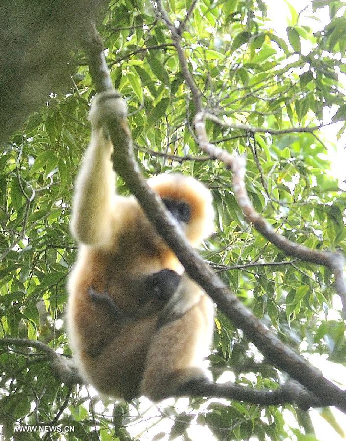 A baby Hainan Gibbon which was born in July 2013 takes milk from its mother at the Bawangling National Nature Reserve in south China's Hainan Province, July 13, 2013. The Bawangling National Nature Reserve is the only nature reserve in China that protects Hainan Gibbons, a highly endangered species that is under first-class state protection. With the advent of three gibbon babies in the first seven months in 2013, the population of the gibbons has risen to 26 here. (Xinhua/Jiang Enyu)