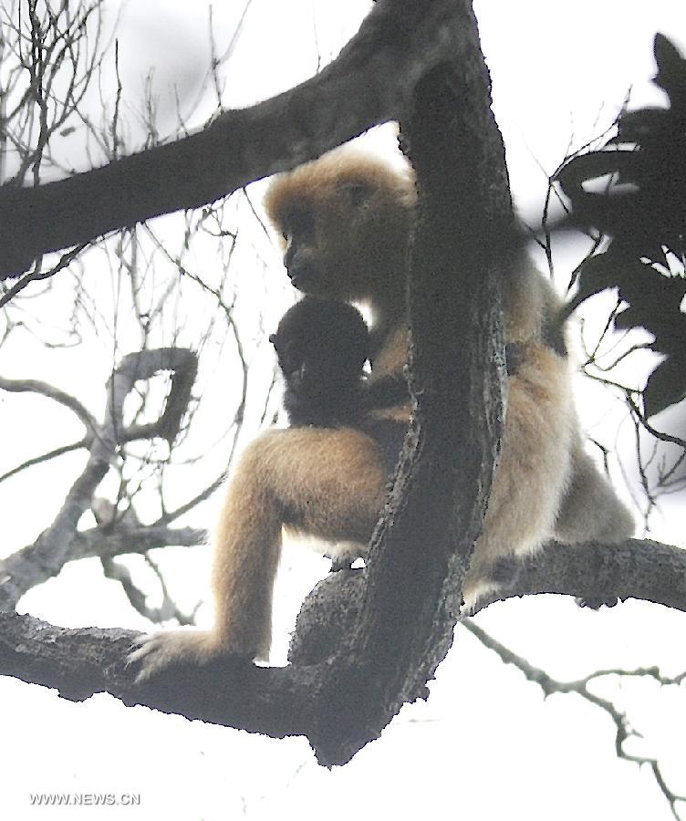 A Hainan Gibbon mother holds its baby which was born in January 2013 at the Bawangling National Nature Reserve in south China's Hainan Province, July 13, 2013. The Bawangling National Nature Reserve is the only nature reserve in China that protects Hainan Gibbons, a highly endangered species that is under first-class state protection. With the advent of three gibbon babies in the first seven months in 2013, the population of the gibbons has risen to 26 here. (Xinhua/Jiang Enyu)