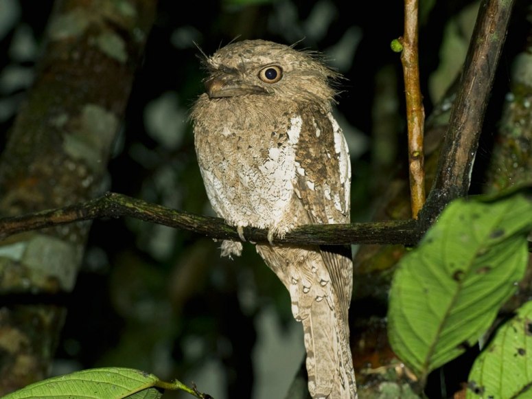 Sinharaja Forest Reserve in Sri Lanka (Source:huanqiu.com)