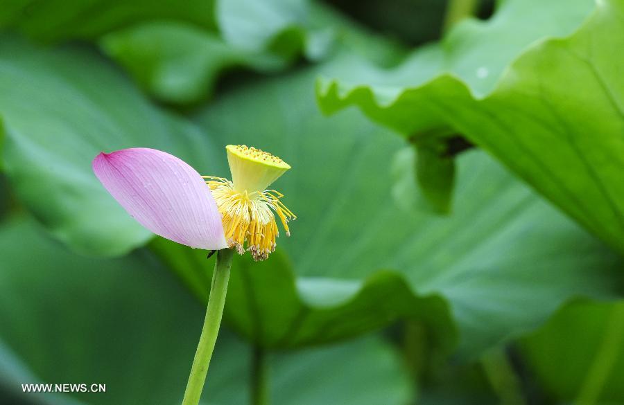 Photo taken on July 14, 2013 shows a lotus flower covered with dew after a rain shower at the Donghu Lake scenic zone of Wuhan, capital of central China's Hubei Province. (Xinhua/Hao Tongqian)