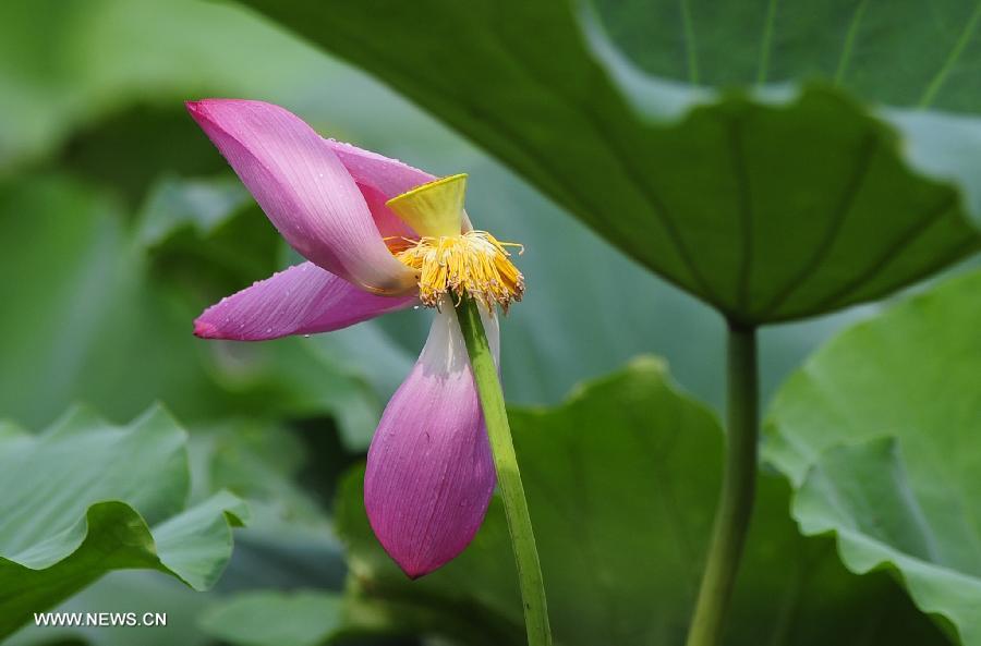 Photo taken on July 14, 2013 shows a lotus flower covered with dew after a rain shower at the Donghu Lake scenic zone of Wuhan, capital of central China's Hubei Province. (Xinhua/Hao Tongqian)