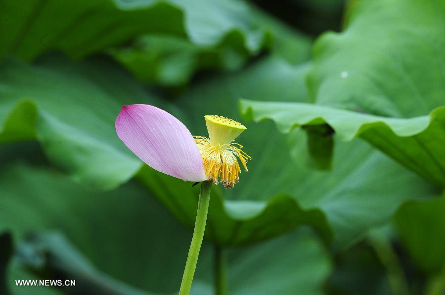 Photo taken on July 14, 2013 shows a lotus flower covered with dew after a rain shower at the Donghu Lake scenic zone of Wuhan, capital of central China's Hubei Province. (Xinhua/Hao Tongqian)