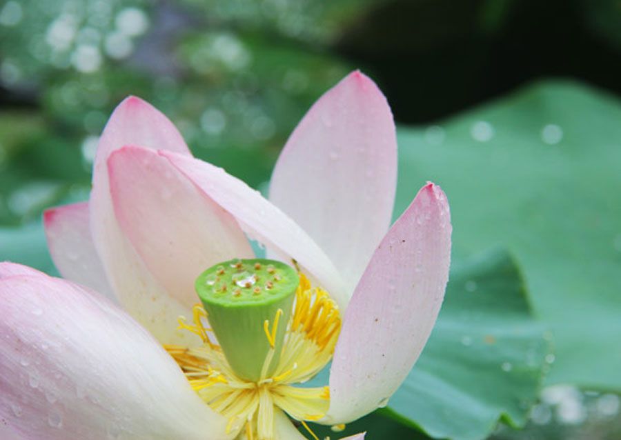 Lotus seeds reveal themselves in the heart of a flower. (CRIENGLISH.com/William Wang)