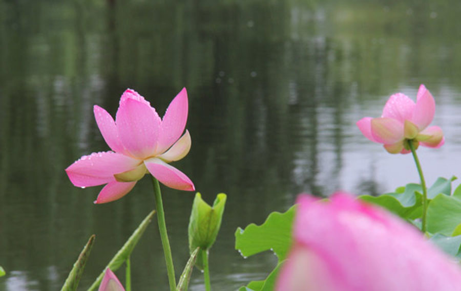 Lotus flowers in profile near the ancient town of Qingcheng. (CRIENGLISH.com/William Wang)