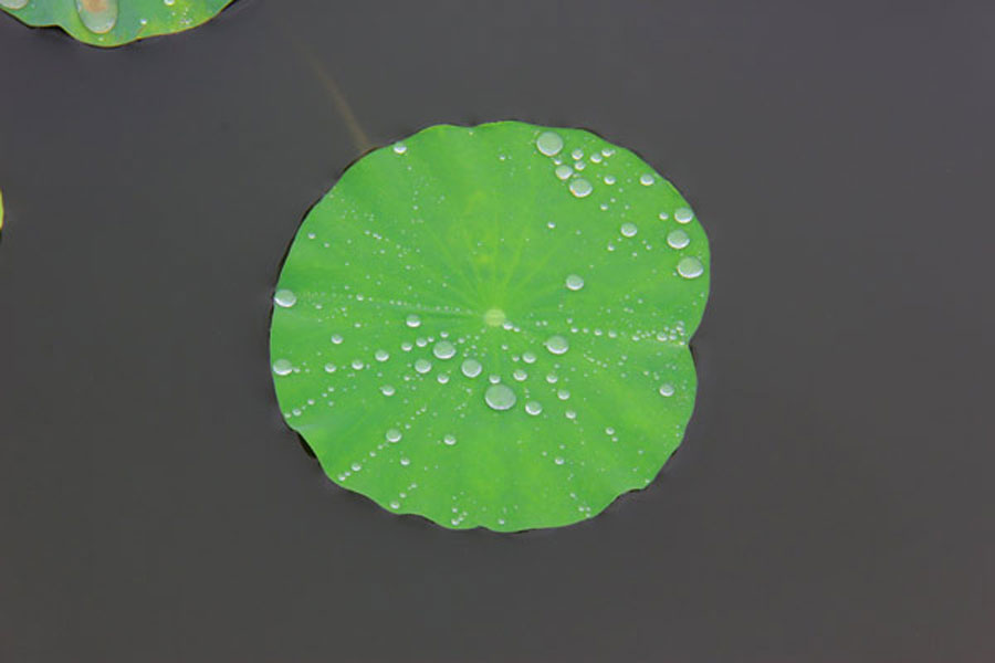 A singular lily pad, dotted with mirror-like beads of water. (CRIENGLISH.com/William Wang)