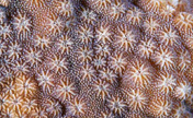 Close-up photos of coral rocks