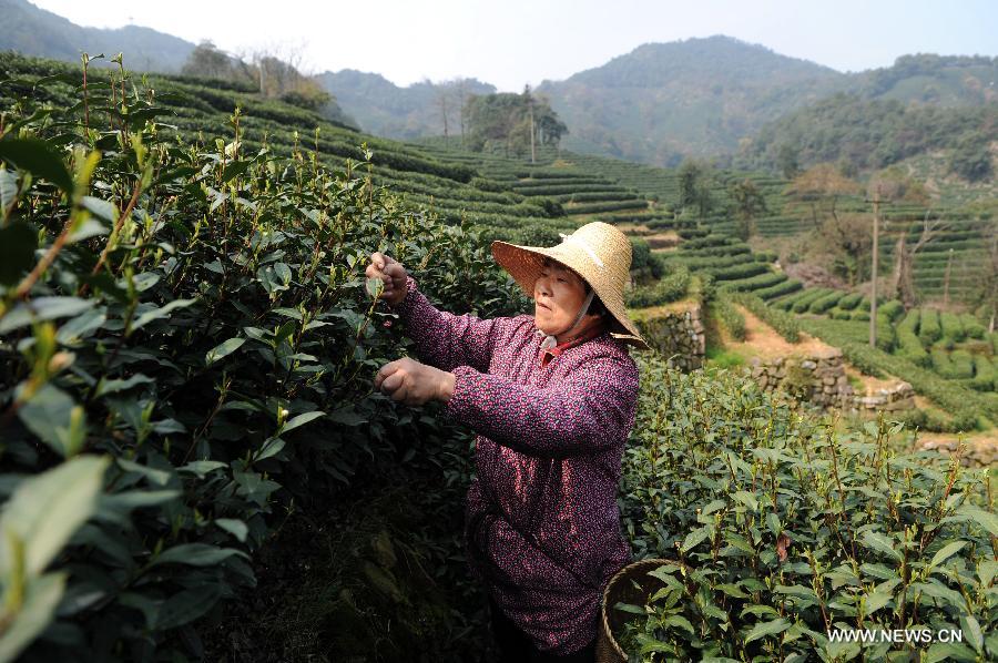 Photo taken on March 12, 2013 shows a farmer picking up tea in the Longjing Village of Hangzhou, capital of east China's Zhejiang Province. China's gross domestic product (GDP) totaled 24.8 trillion yuan (4 trillion U.S. dollars) in the first half of 2013, with the growth at 7.6 percent, which is in line with market expectations and was above the government's full-year target of 7.5 percent, data from China's National Bureau of Statistics (NBS) showed on July 15, 2013. (Xinhua/Ju Huanzong)