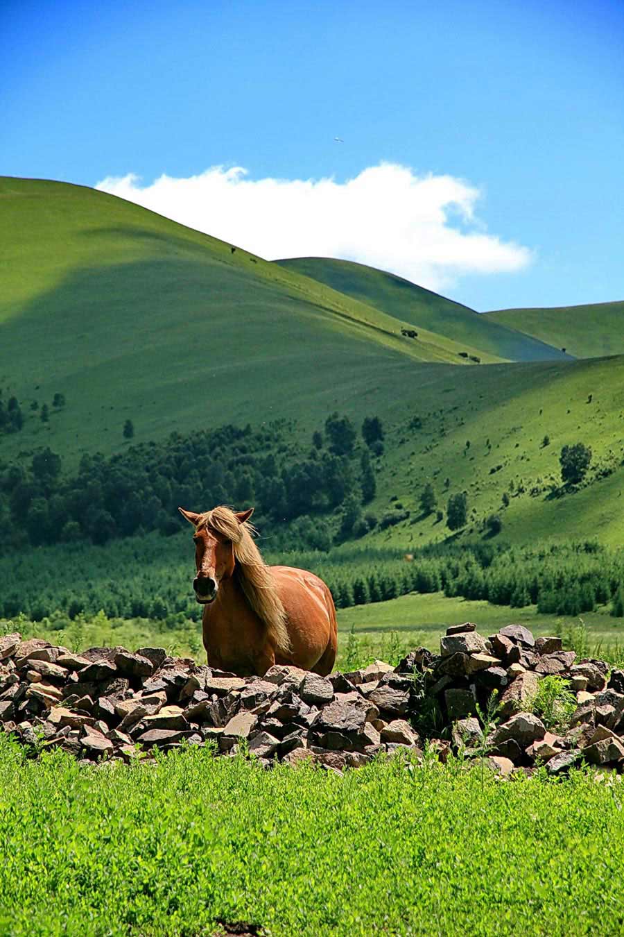 The special climate and geographical position at the junction of the North China Plain and the Inner Mongolia Grasslands give Bashang Grassland its unique natural landscapes and make it a popular destination for tourists and photographers. (China.org.cn)