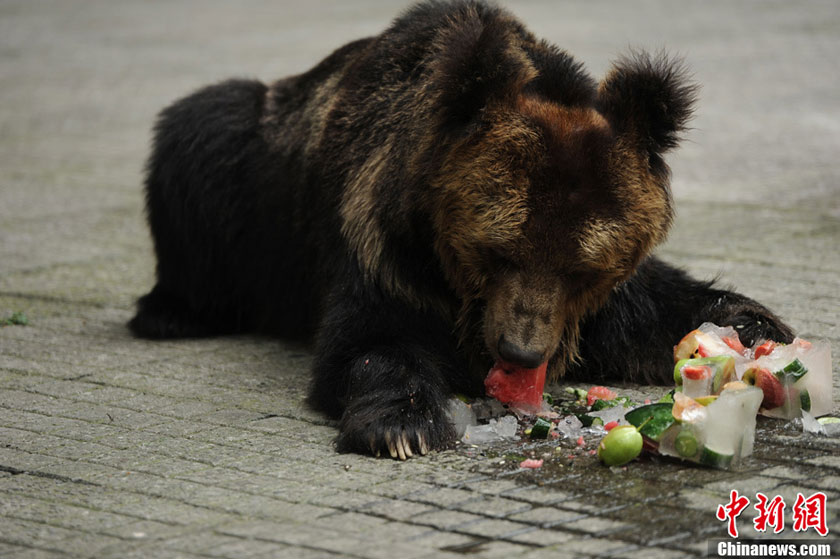 Brown bears in Chongqing's Yangjiaping Zoo enjoy iced watermelons to cool off. The downtown area of Chongqing suffers highest temperature since China's first climate records in 1951. It is 2.7 degrees Celsius higher than the same period in previous years. [Photo: Chinanews.com]