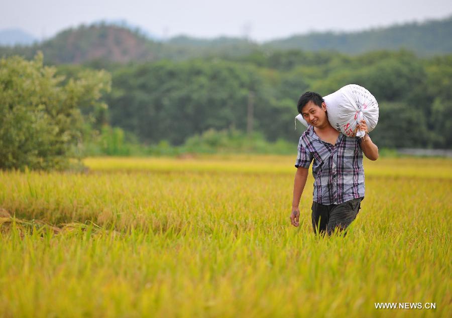 A farmer carry bags of rice in Butou Township of Xingguo County, east China's Jiangxi Province, July 16, 2013. According to the local agricultural department, the total output of early rice in Jiangxi will increase 200 million kilograms, reaching 8.6 billion kilograms. (Xinhua/Wen Meiliang) 