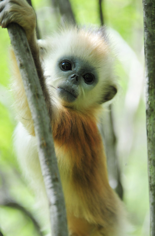 Photo taken on July 10 shows a baby golden monkey at the Dalong Lake in Shennongjia Nature Reserve. After years of efforts, the ecological environment improved. The number of golden monkeys increased from about 600 to nearly 1,300. Twelve baby golden monkeys were born in the research center this year in Shennongjia Nature Reserve. (Xinhua/ Du Huaju)